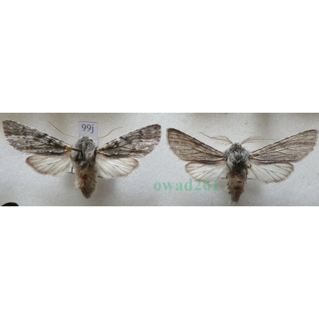 Dicranura ulmi (Denis & Schiffermüller, 1775) pair Slovakia99j